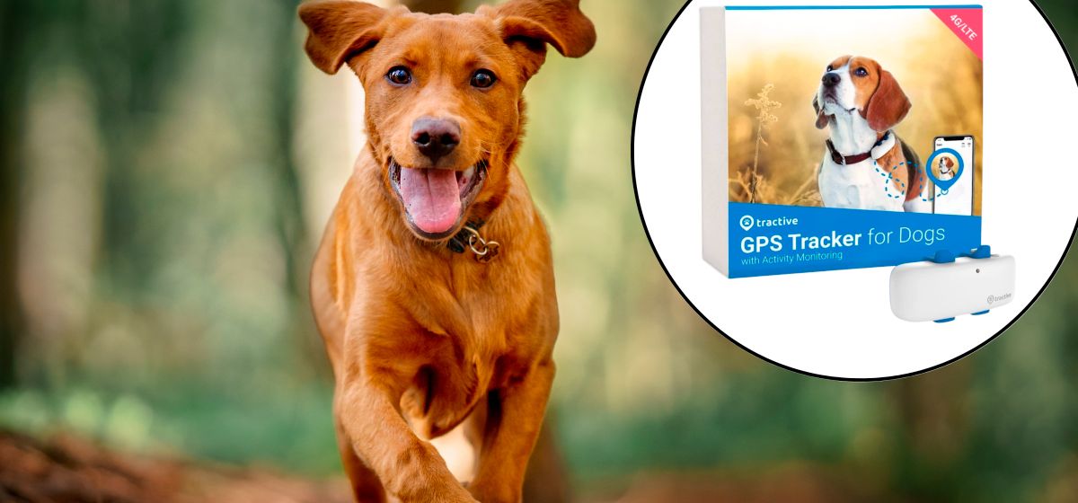 Обзор трекера для собак Tractive GPS Dog LTE Tracker