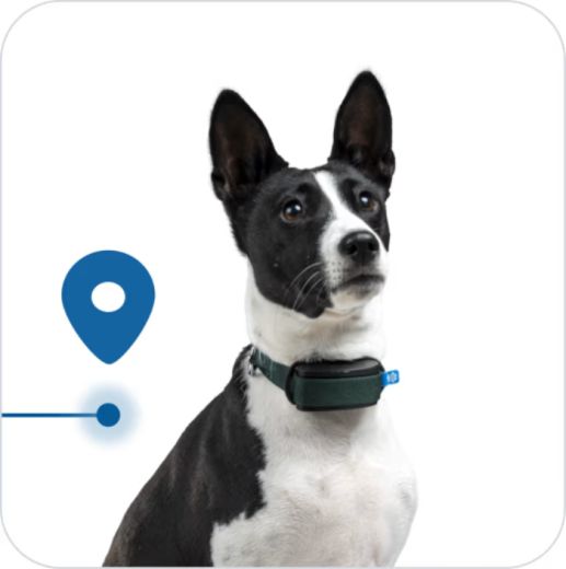GPS-трекер для собак Invoxia Minitailz